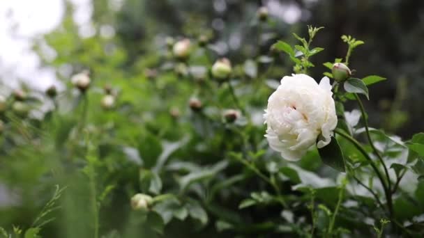 Schöne Sommergartenblumen aus nächster Nähe. — Stockvideo