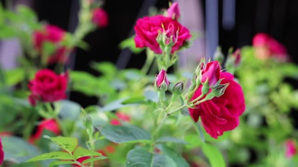 Hermosas flores de jardín de verano primer plano . — Vídeo de stock