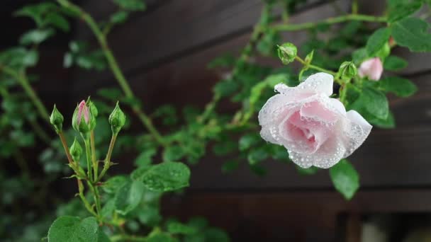 Hermosas flores de jardín de verano primer plano . — Vídeo de stock