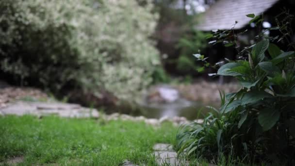 Hermosos arbustos decorativos de verano y elementos de jardín de cerca. HD de imágenes . — Vídeos de Stock