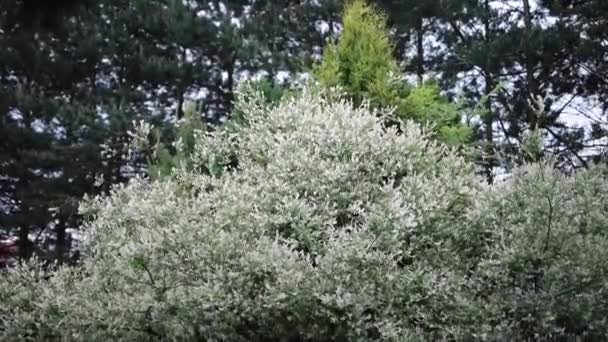 Schöne sommerliche Ziersträucher und Gartenelemente aus nächster Nähe. HD-Filmmaterial. — Stockvideo