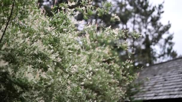 Hermosos arbustos decorativos de verano y elementos de jardín de cerca. HD de imágenes . — Vídeos de Stock