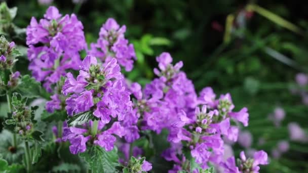 Schöne Sommergartenblumen aus nächster Nähe. — Stockvideo