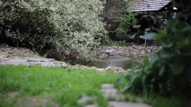 Hermosos arbustos decorativos de verano y elementos de jardín de cerca. HD de imágenes . — Vídeo de stock