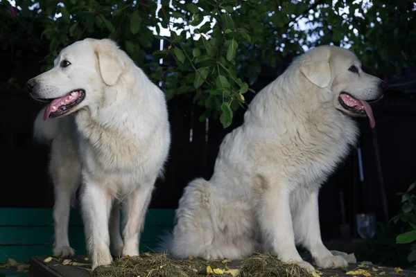 Two big white dogs outdoor. Tatra Shepherd Dog. — Stock Photo, Image