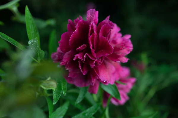 美しい夏の庭の花を閉じる. — ストック写真