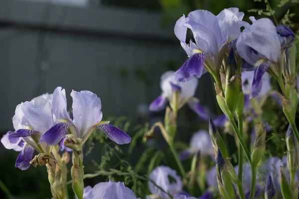 Hermosas flores de jardín de verano primer plano . —  Fotos de Stock