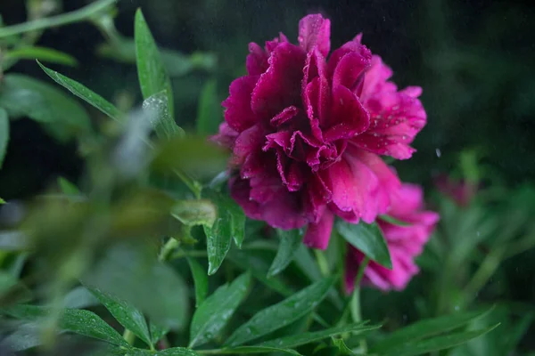 Beautiful summer garden flowers close-up. — Stock Photo, Image