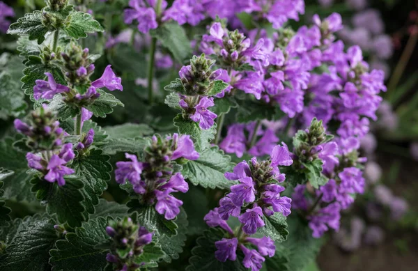 Hermosas flores de jardín de verano primer plano . — Foto de Stock