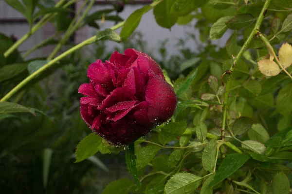 Belles fleurs de jardin d'été close-up. — Photo