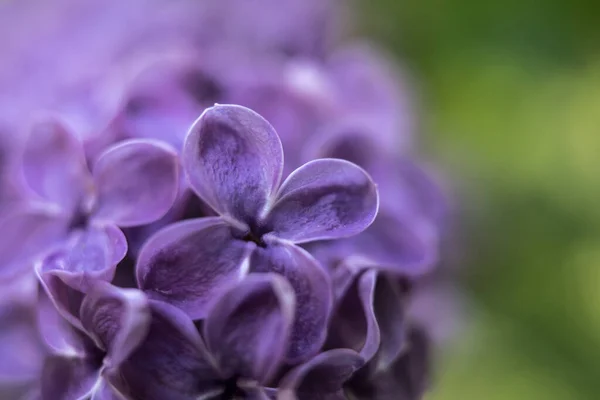 美しい夏の庭の花を閉じる. — ストック写真