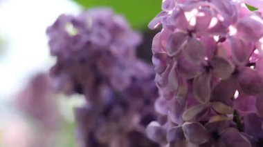 Güzel yaz bahçesi çiçekleri yakın plan. 4K Görüntü.