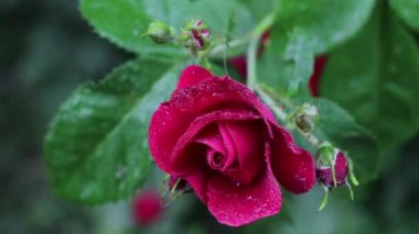 Güzel yaz bahçesi çiçekleri yakın plan. 4K Görüntü.