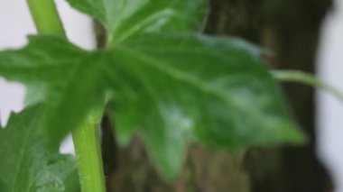 Güzel yaz dekoratif çalıları ve bahçe elementleri yakın çekim 4K.