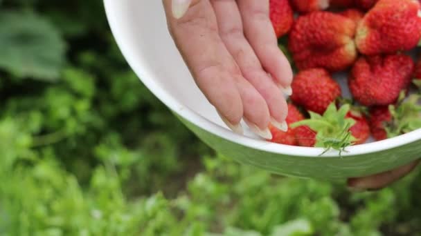 Hermosas manos femeninas de cerca recoger la cosecha de verano de la cama de jardín. Filmación 4K . — Vídeo de stock