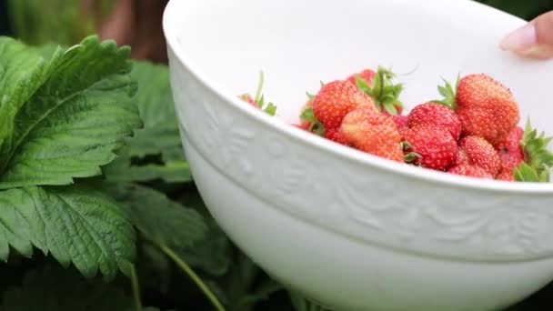 Hermosas manos femeninas de cerca recoger la cosecha de verano de la cama de jardín. Filmación 4K . — Vídeo de stock