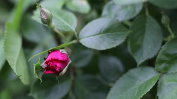 Beau jardin d'été fleurs gros plan. Images 4K. — Video