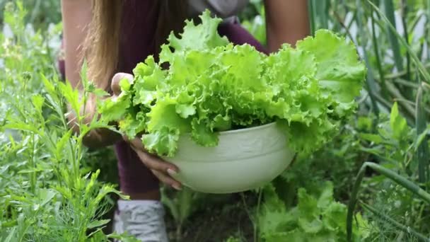 Mooie vrouwelijke handen close-up verzamelen zomeroogst van tuinbed. 4K Beelden. — Stockvideo