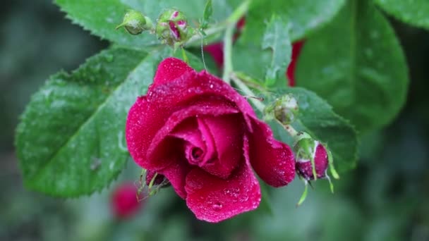 Beau jardin d'été fleurs gros plan. Images 4K. — Video