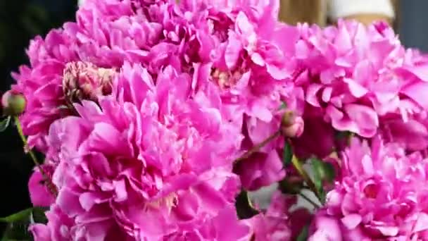 Las manos hermosas femeninas recogen el ramo de las peonías rosadas. Imágenes 4K . — Vídeos de Stock