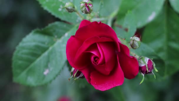 Beau jardin d'été fleurs gros plan. Images 4K. — Video