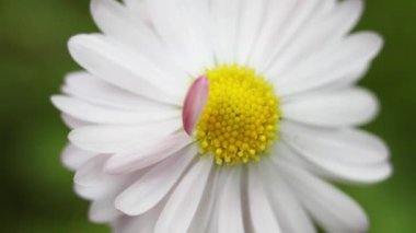 Güzel yaz bahçesi çiçekleri yakın plan. 4K Görüntü.