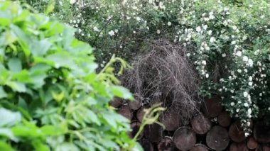 Güzel yaz dekoratif çalıları ve bahçe elementleri yakın çekim 4K.