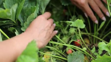 Güzel kadın elleri bahçe yatağından hasat topluyor. 4K Görüntü.