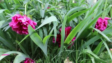 Güzel yaz bahçesi çiçekleri yakın plan. 4K Görüntü.