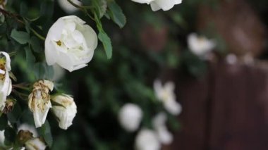 Güzel yaz bahçesi çiçekleri yakın plan. 4K Görüntü.