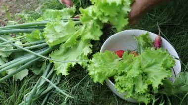 Güzel kadın elleri bahçe yatağından hasat topluyor. 4K Görüntü.