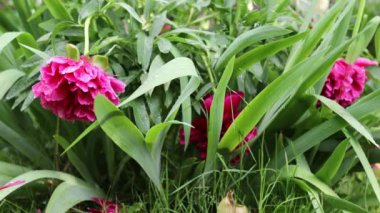 Güzel yaz bahçesi çiçekleri yakın plan. 4K Görüntü.