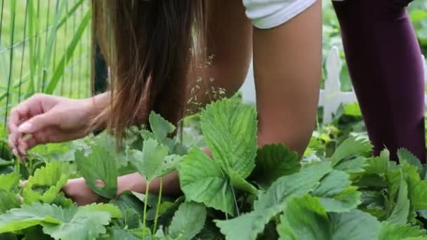 Hermosas manos femeninas de cerca recoger la cosecha de verano de la cama de jardín. Filmación 4K . — Vídeo de stock