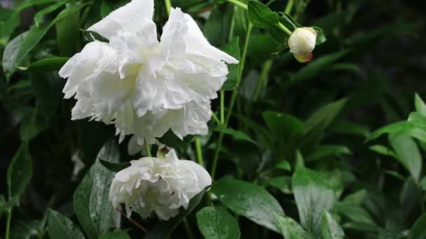 Beau jardin d'été fleurs gros plan. Images 4K. — Video