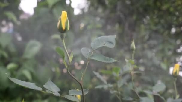 Bellissimi fiori del giardino estivo primo piano. Filmati 4K. — Video Stock