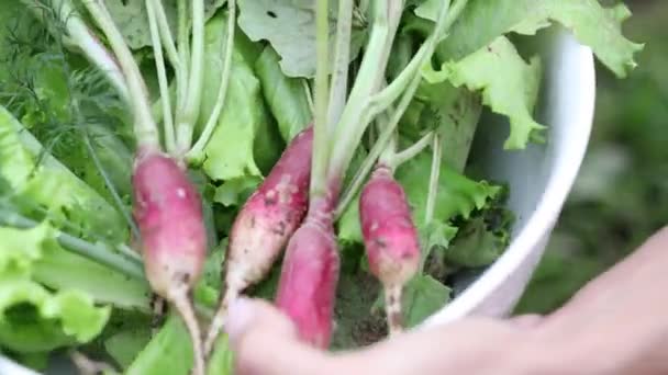 Mooie vrouwelijke handen close-up verzamelen zomeroogst van tuinbed. 4K Beelden. — Stockvideo