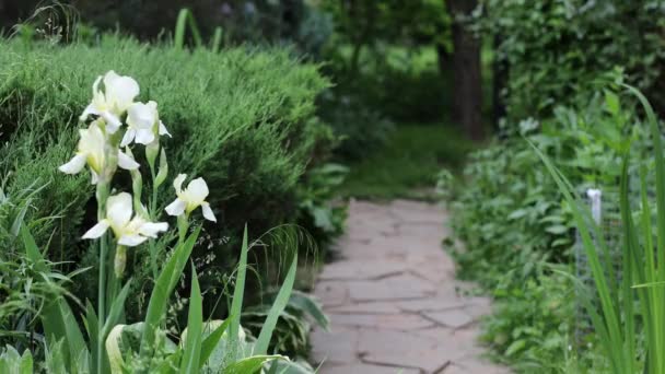 Bellissimi fiori del giardino estivo primo piano. Filmati 4K. — Video Stock