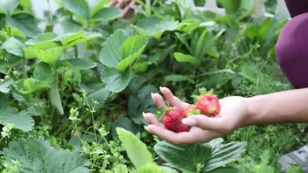 Vackra kvinnliga händer på nära håll samlar sommarskörd från trädgårdsbädden. 4K-bilder. — Stockvideo