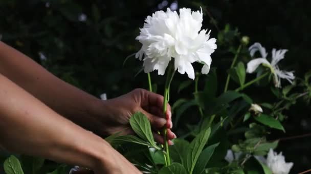 De belles mains féminines recueillent un bouquet de pivoines blanches. Images 4K.