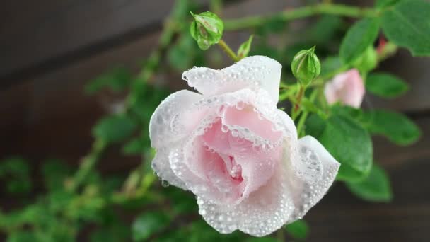 Beau jardin d'été fleurs gros plan. Images 4K. — Video