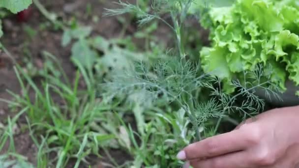 Красивые женские руки крупным планом собирать летний урожай с садового ложа. 4K Footage. — стоковое видео