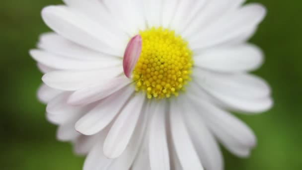 Hermosas flores de jardín de verano de cerca. Filmación 4K . — Vídeos de Stock