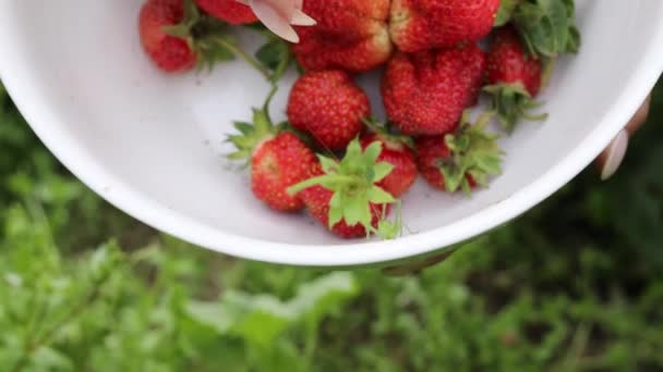 Hermosas manos femeninas de cerca recoger la cosecha de verano de la cama de jardín. Filmación 4K . — Vídeo de stock