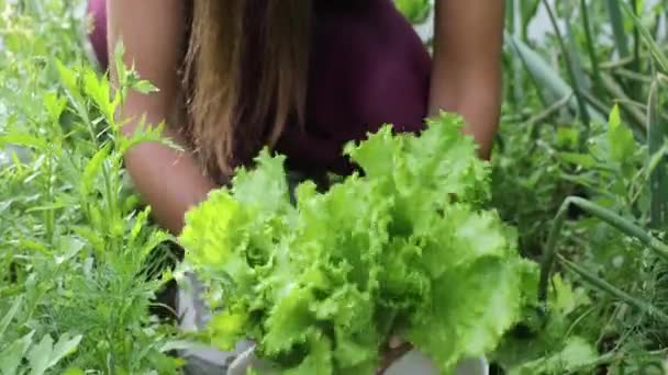 Hermosas manos femeninas de cerca recoger la cosecha de verano de la cama de jardín. Filmación 4K . — Vídeo de stock