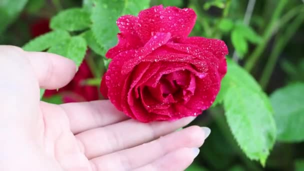 Beau jardin d'été fleurs gros plan. Images 4K. — Video