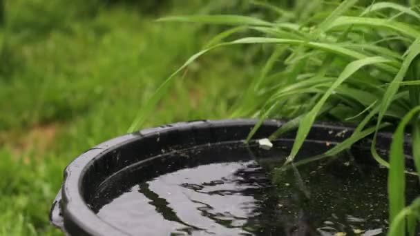 Pétales de fleurs dans un bol d'eau. Images 4K. — Video