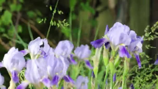 Beau jardin d'été fleurs gros plan. Images 4K.
