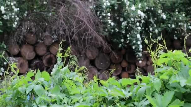 Vackra sommardekorativa buskar och trädgårdselement närbild.4K-film. — Stockvideo