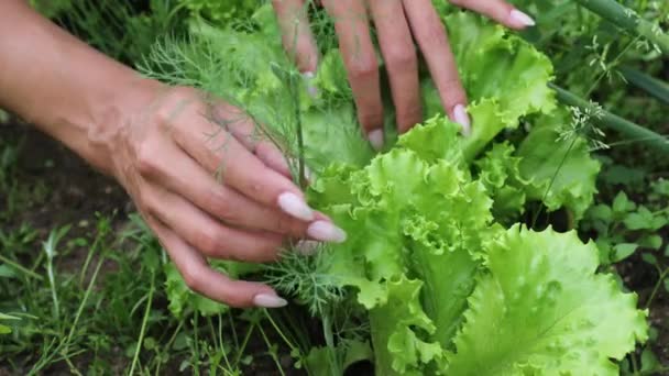 아름다운 여성 손을 클로즈업 해서 정원 침대에서 여름 수확을 모은다. 4K 걷기. — 비디오
