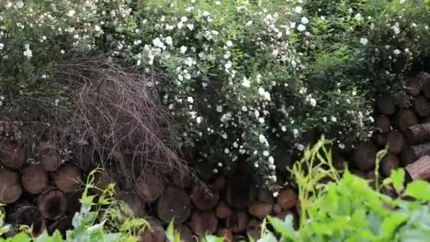 Belos arbustos decorativos de verão e elementos de jardim close-up.4K . — Vídeo de Stock